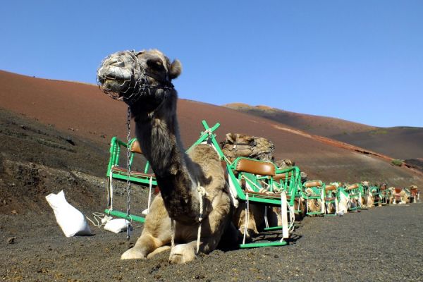 Lanzarote Volcano  Short South tour