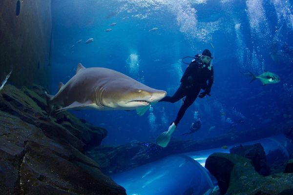 Lanzarote Aquarium schwimmen mit Haien