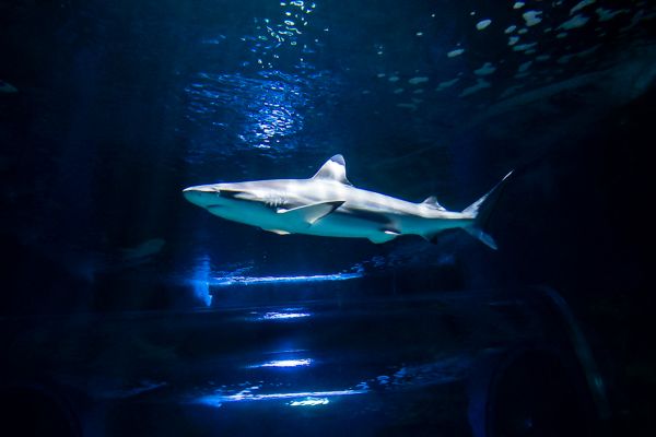 Aquarium auf Lanzarote