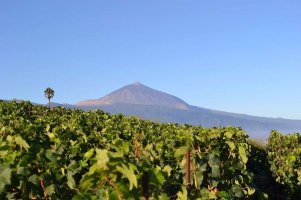 Teneriffa Weintour