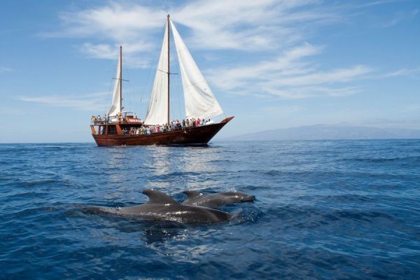 Shogún Boot Teneriffa Paket