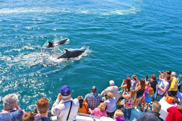 Walbeobachtung Gran Canaria