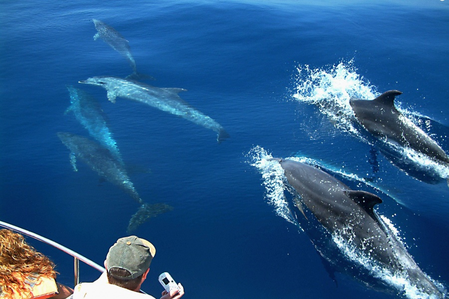 afternoon-dolphin-spotting-gran-canaria_1_l