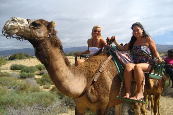 Camel Park Teneriffa Exkursion 20 MinsCamel Park Teneriffa Ausflug 20 Minuten