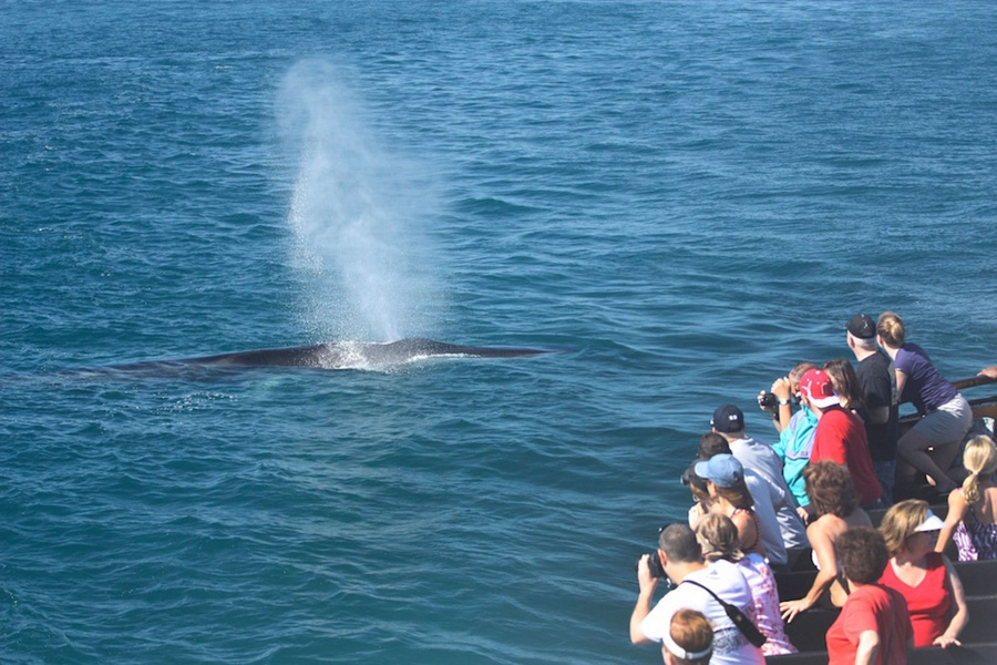 whale-watching-gran-canaria_2_l