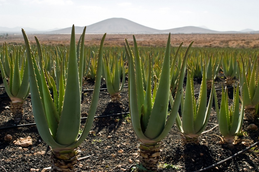 fuerteventura-sightseeing-tour_2_l