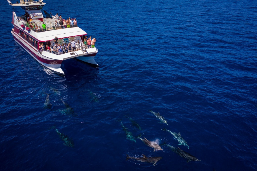 whale-watching-tenerife_7_l_l