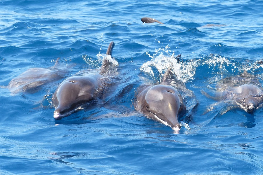 whale-watching-tenerife_5_l-1