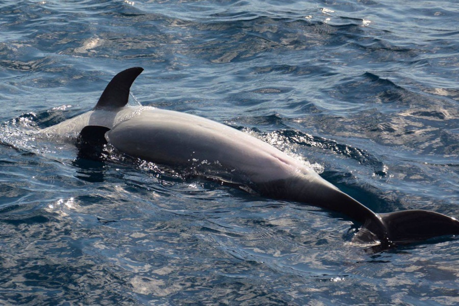 spirit-of-the-sea-dolphin-watching-gran-canaria_5_l